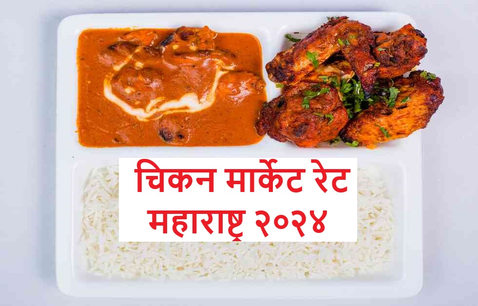 Today's Chicken Rates : Maharashtra 2024
