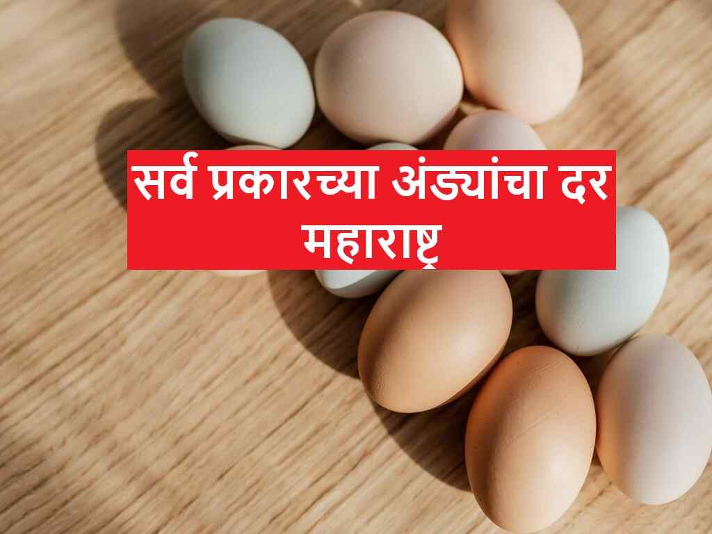 Latest All Types of Egg Rates Maharashtra